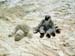 11sandturtle