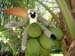 15coconut